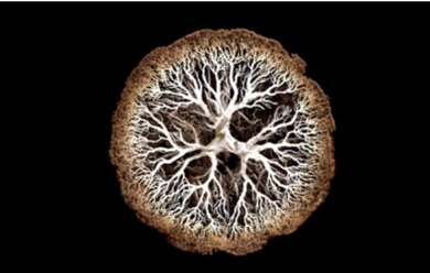tree of life