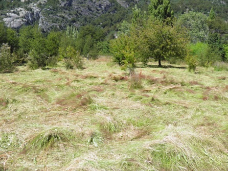 cut hay in valley Leones