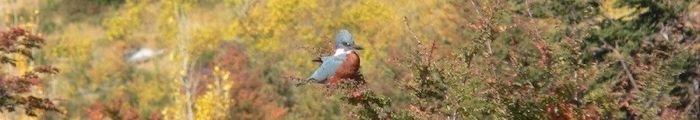 kingfisher