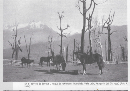 valle Leones burned