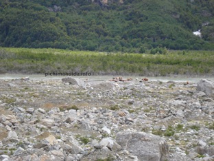 cows crossing Leones river