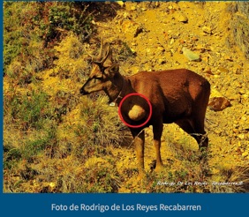 tumor of an huemul