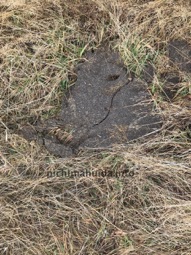 old cow dung Patagonia