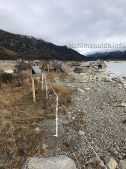 damage cows Patagonia