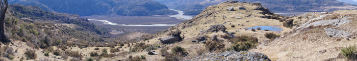 newfoundland dogs in Patagonia