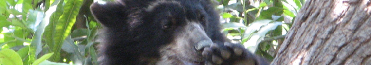 perros terranovas en Patagonia